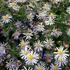 Aster ageratoides var. adustus 'Nanus' - Őszirózsa