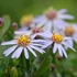 Aster ageratoides var. adustus 'Nanus' - Őszirózsa