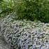 Aster ageratoides var. adustus 'Nanus' - Őszirózsa