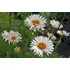 Aster alpinus 'Albus' - Havasi őszirózsa, gerebcsin
