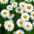 Aster alpinus 'Albus' - Havasi őszirózsa, gerebcsin