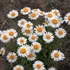 Aster alpinus 'Albus' - Havasi őszirózsa, gerebcsin