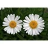 Aster alpinus 'Albus' - Havasi őszirózsa, gerebcsin