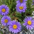Aster alpinus 'Dunkle Schöne' - Havasi őszirózsa, gerebcsin