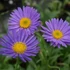 Aster alpinus 'Dunkle Schöne' - Havasi őszirózsa, gerebcsin