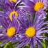 Aster alpinus 'Dunkle Schöne' - Havasi őszirózsa, gerebcsin