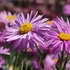 Aster alpinus 'Happy End' - Havasi őszirózsa, gerebcsin