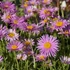 Aster alpinus 'Happy End' - Havasi őszirózsa, gerebcsin