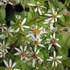 Aster divaricatus 'Eastern Star' – Ernyős őszirózsa