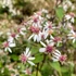 Aster divaricatus 'Eastern Star' – Ernyős őszirózsa