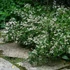 Aster divaricatus 'Eastern Star' – Ernyős őszirózsa