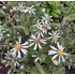 Aster divaricatus 'Eastern Star' – Ernyős őszirózsa