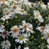 Aster dumosus 'Niobe' – Törpe őszirózsa