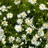 Aster dumosus 'Niobe' – Törpe őszirózsa