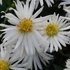 Aster dumosus 'Niobe' – Törpe őszirózsa
