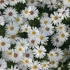 Aster dumosus 'Niobe' – Törpe őszirózsa