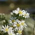 Aster ericoides 'Snowflurry' (syn. 'Prostratus') – Tűlevelű őszirózsa