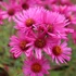 Aster novae-angliae 'Andenken an Alma Pötschke' - Mirigyes őszirózsa