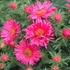 Aster novae-angliae 'Andenken an Alma Pötschke' - Mirigyes őszirózsa