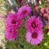 Aster novae-angliae 'Andenken an Alma Pötschke' - Mirigyes őszirózsa