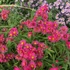 Aster novae-angliae 'Andenken an Alma Pötschke' - Mirigyes őszirózsa