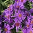 Aster novae-angliae 'Purple Dome' - Mirigyes sötétlila őszirózsa