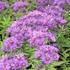 Aster novae-angliae 'Purple Dome' - Mirigyes sötétlila őszirózsa