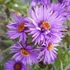 Aster novae-angliae 'Purple Dome' - Mirigyes sötétlila őszirózsa