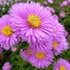 Aster novi-belgii 'Patricia Ballard' - Kopasz őszirózsa