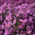 Aster novi-belgii 'Patricia Ballard' - Kopasz őszirózsa