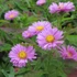 Aster novi-belgii 'Patricia Ballard' - Kopasz őszirózsa