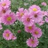 Aster novi-belgii 'Patricia Ballard' - Kopasz őszirózsa