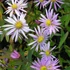 Aster pyrenaeus 'Lutetia' – Pireneusi őszirózsa