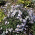 Aster pyrenaeus 'Lutetia' – Pireneusi őszirózsa