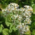Aster schreberi – Őszirózsa