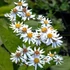 Aster schreberi – Őszirózsa