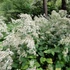 Aster schreberi – Őszirózsa