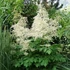 Astilbe x arendsii 'Brautschleier' – Kerti tollbuga