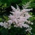 Astilbe x arendsii 'Brautschleier' – Kerti tollbuga