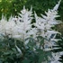 Astilbe x arendsii 'Brautschleier' – Kerti tollbuga