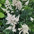 Astilbe x arendsii 'Bumalda' – Kerti tollbuga