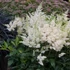 Astilbe x arendsii 'Astary White' – Kerti tollbuga