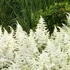 Astilbe x arendsii 'Astary White' – Kerti tollbuga