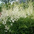 Astilbe x arendsii 'Snowdrift' – Kerti tollbuga