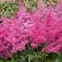 Astilbe x arendsii 'Astary Rose' – Kerti tollbuga
