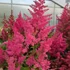 Astilbe x arendsii 'Astary Rose' – Kerti tollbuga