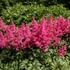 Astilbe x arendsii 'Astary Rose' – Kerti tollbuga