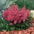 Astilbe x arendsii 'Astary Rose' – Kerti tollbuga