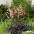 Astilbe 'Chocolate Shogun' – Tollbuga