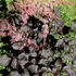 Astilbe 'Chocolate Shogun' – Tollbuga